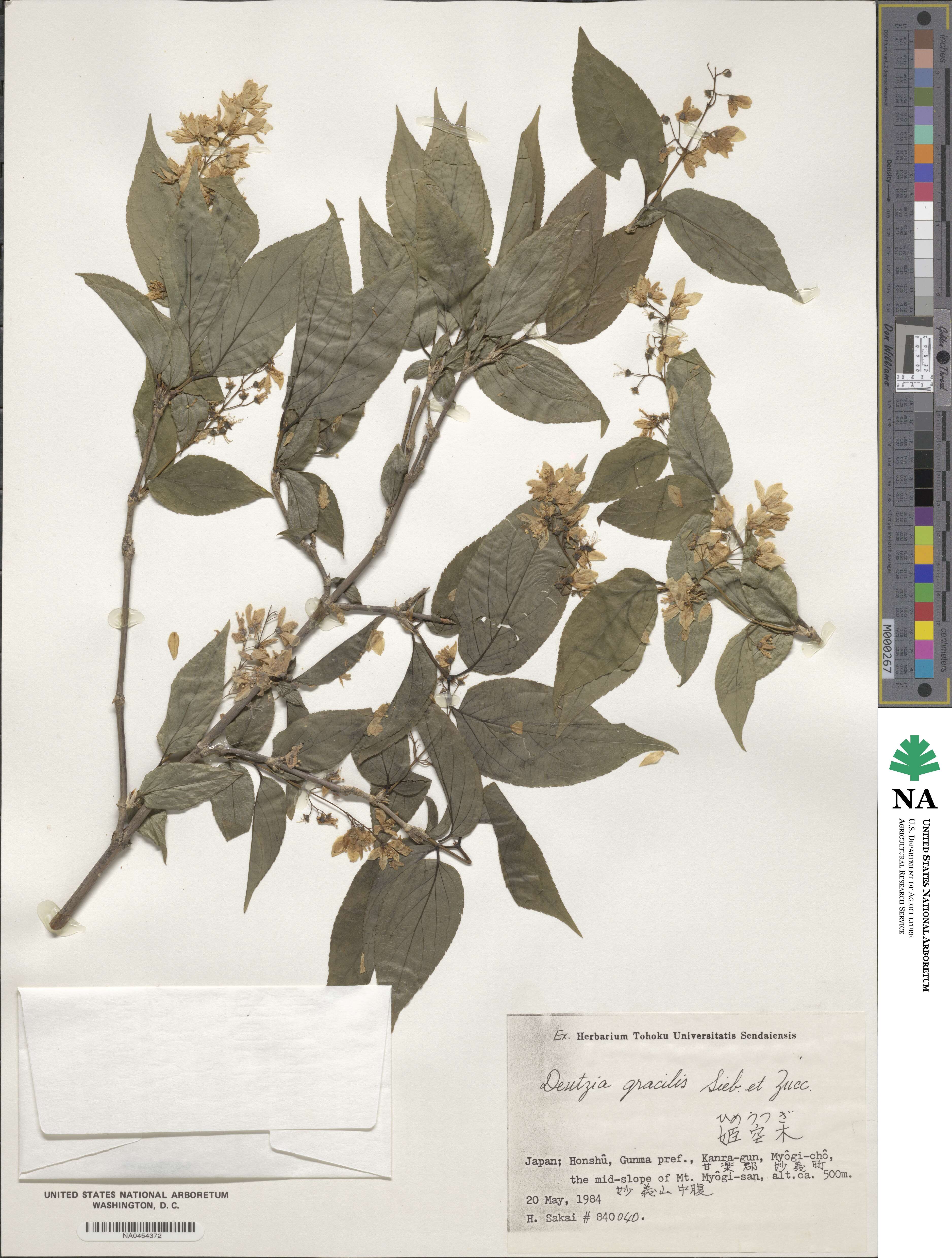 Deutzia gracilis image
