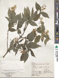 Deutzia gracilis image