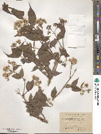 Deutzia corymbosa image