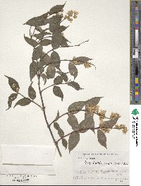 Deutzia crenata image