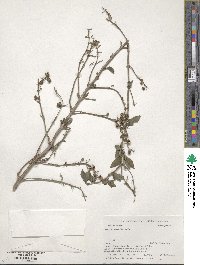 Deutzia crenata image