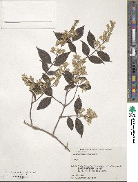 Deutzia crenata image