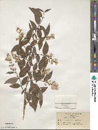 Deutzia crenata image