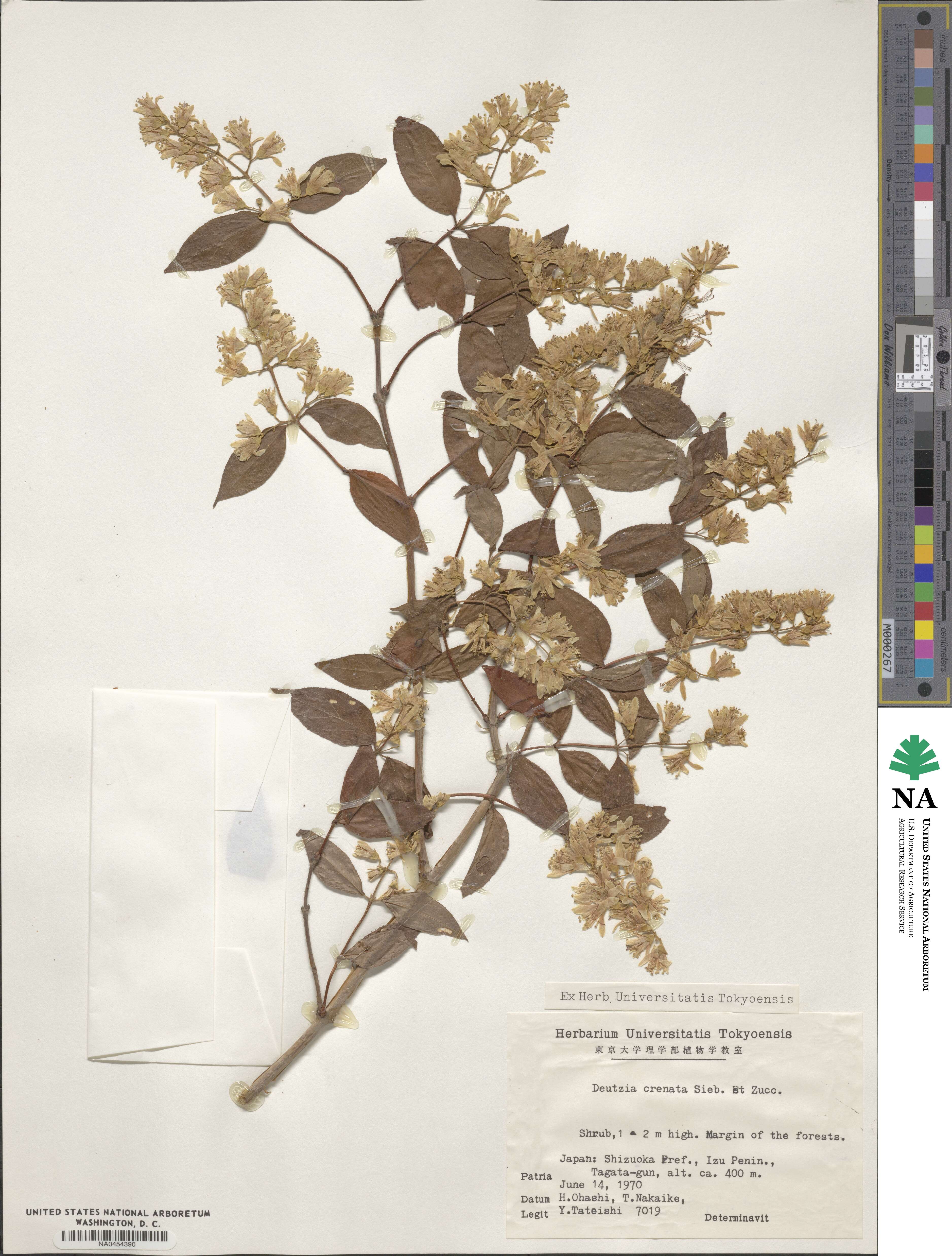 Deutzia crenata image