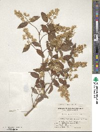 Deutzia crenata image