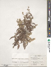 Deutzia crenata image