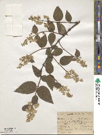 Deutzia crenata image