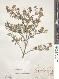 Image of Deutzia pringlei