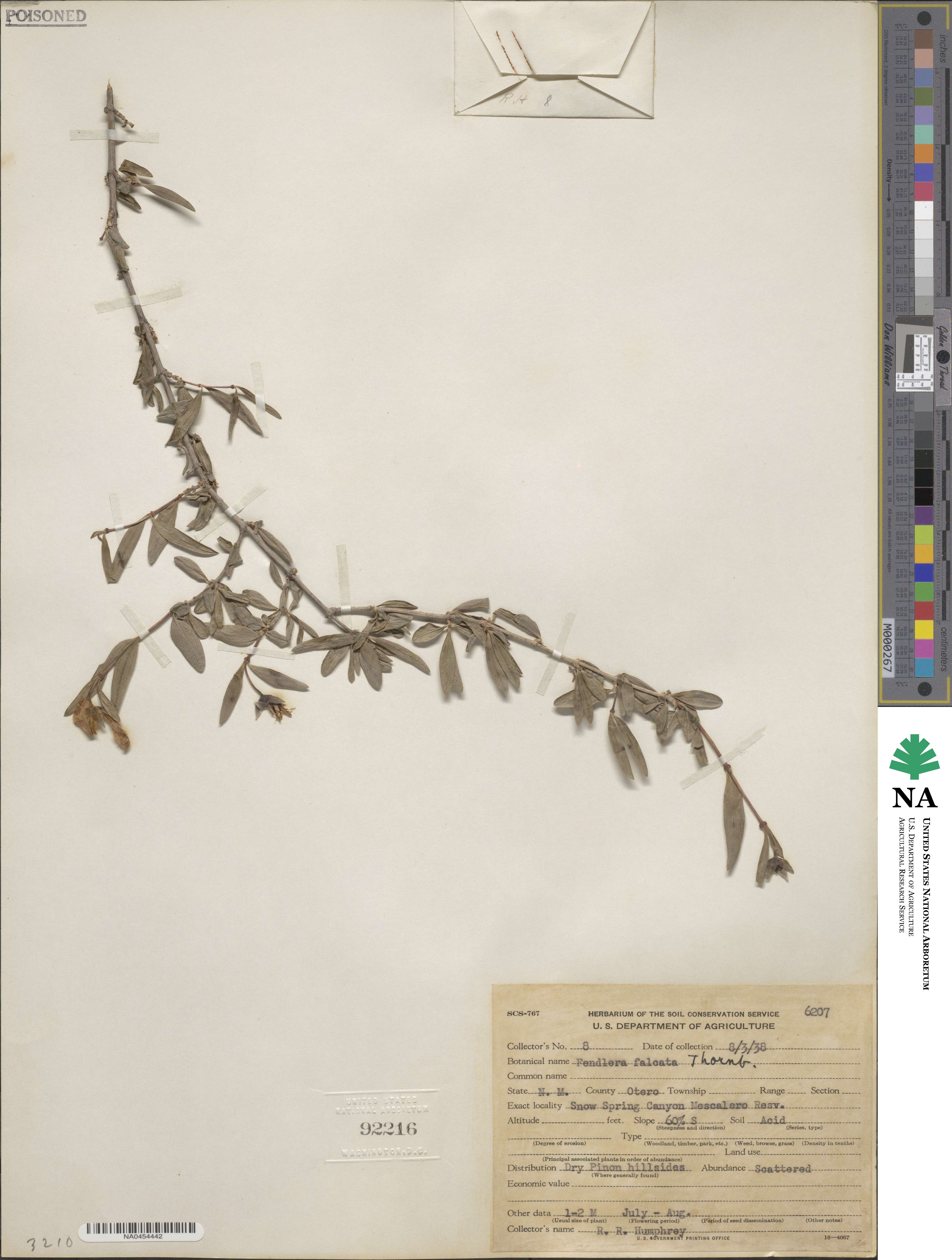 Fendlera rupicola image