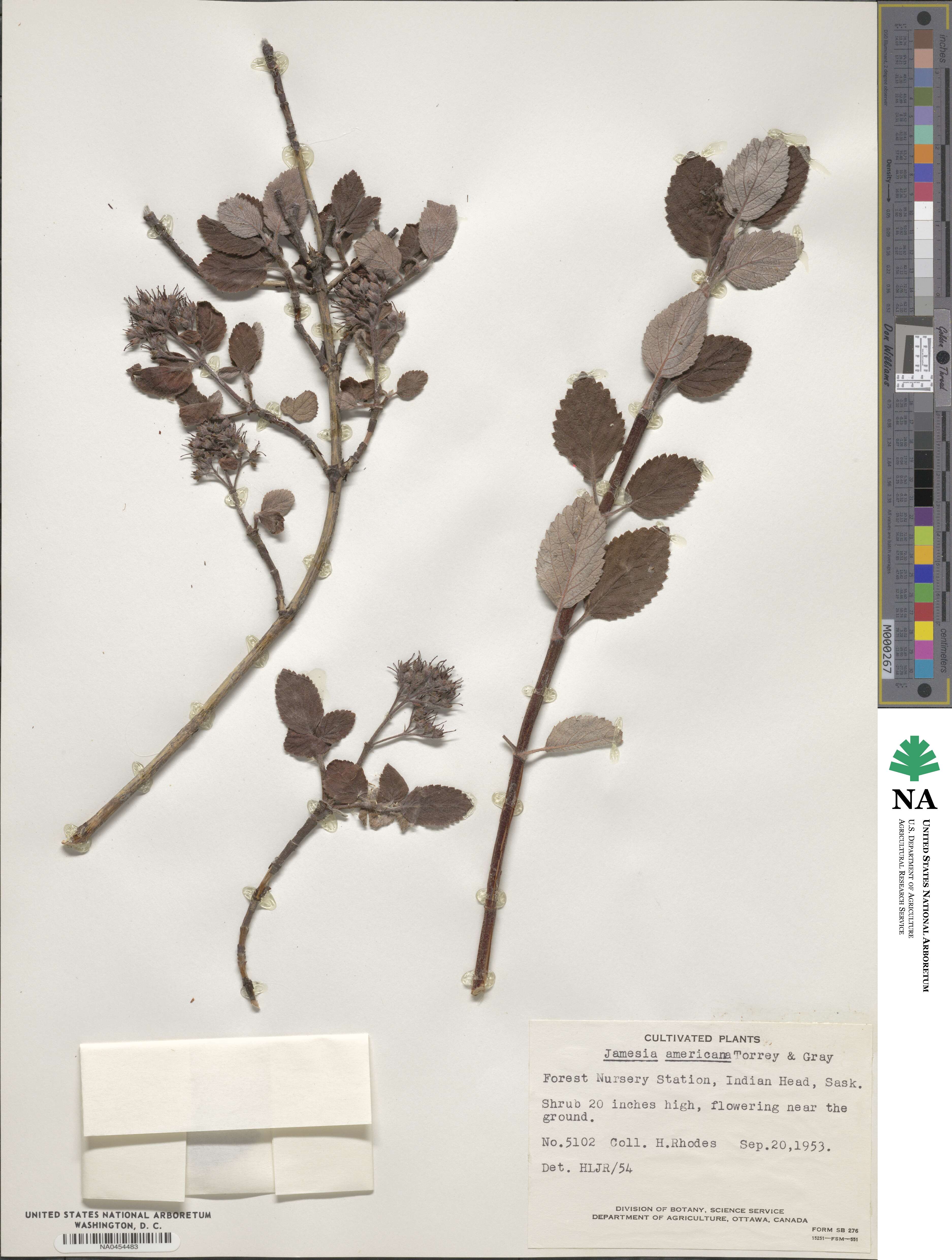 Jamesia americana image