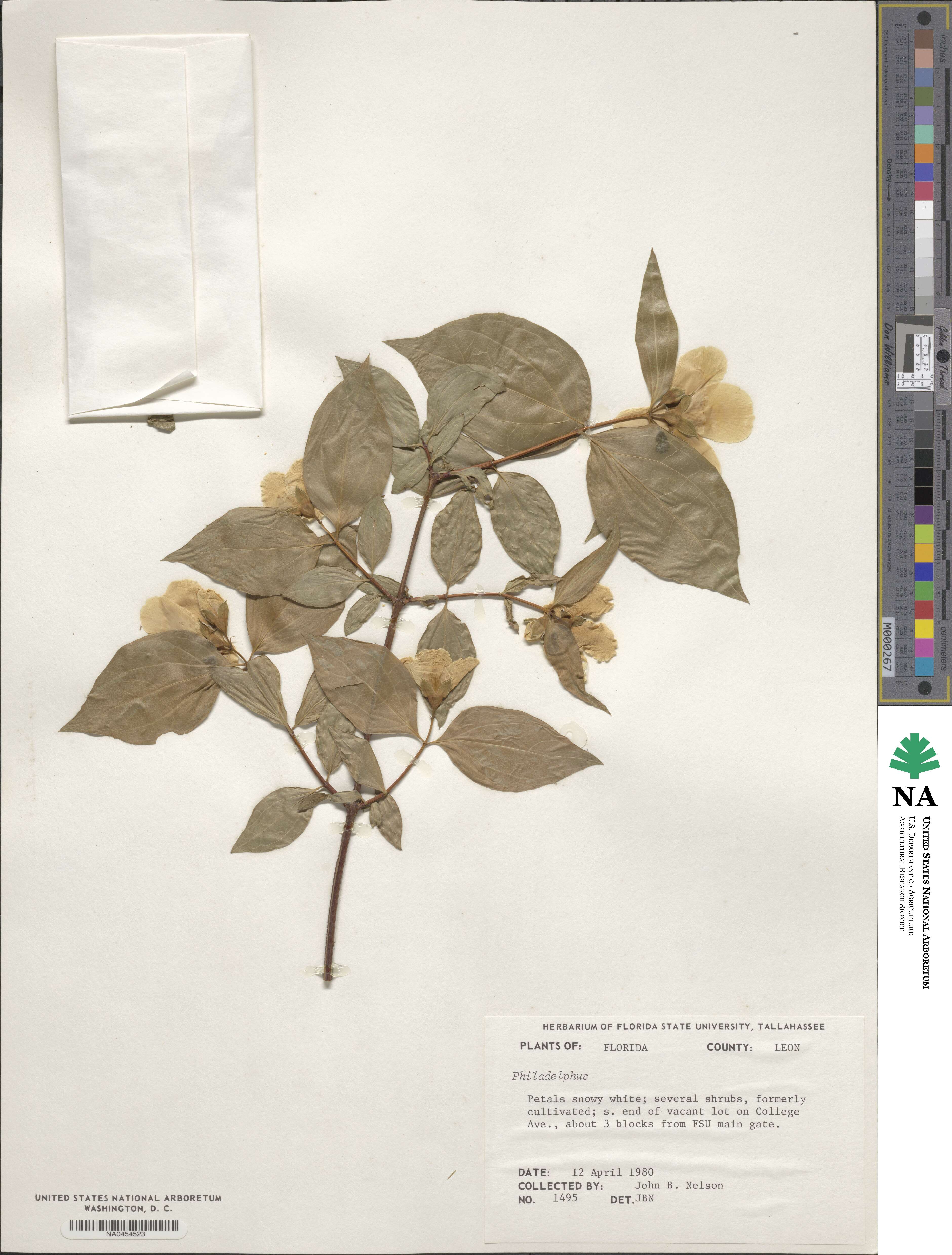 Philadelphus image