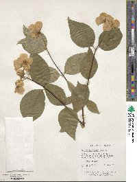 Philadelphus coronarius image