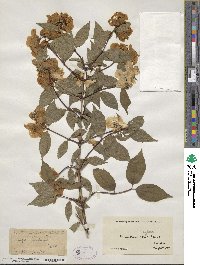 Philadelphus coronarius image