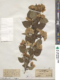 Philadelphus coronarius image