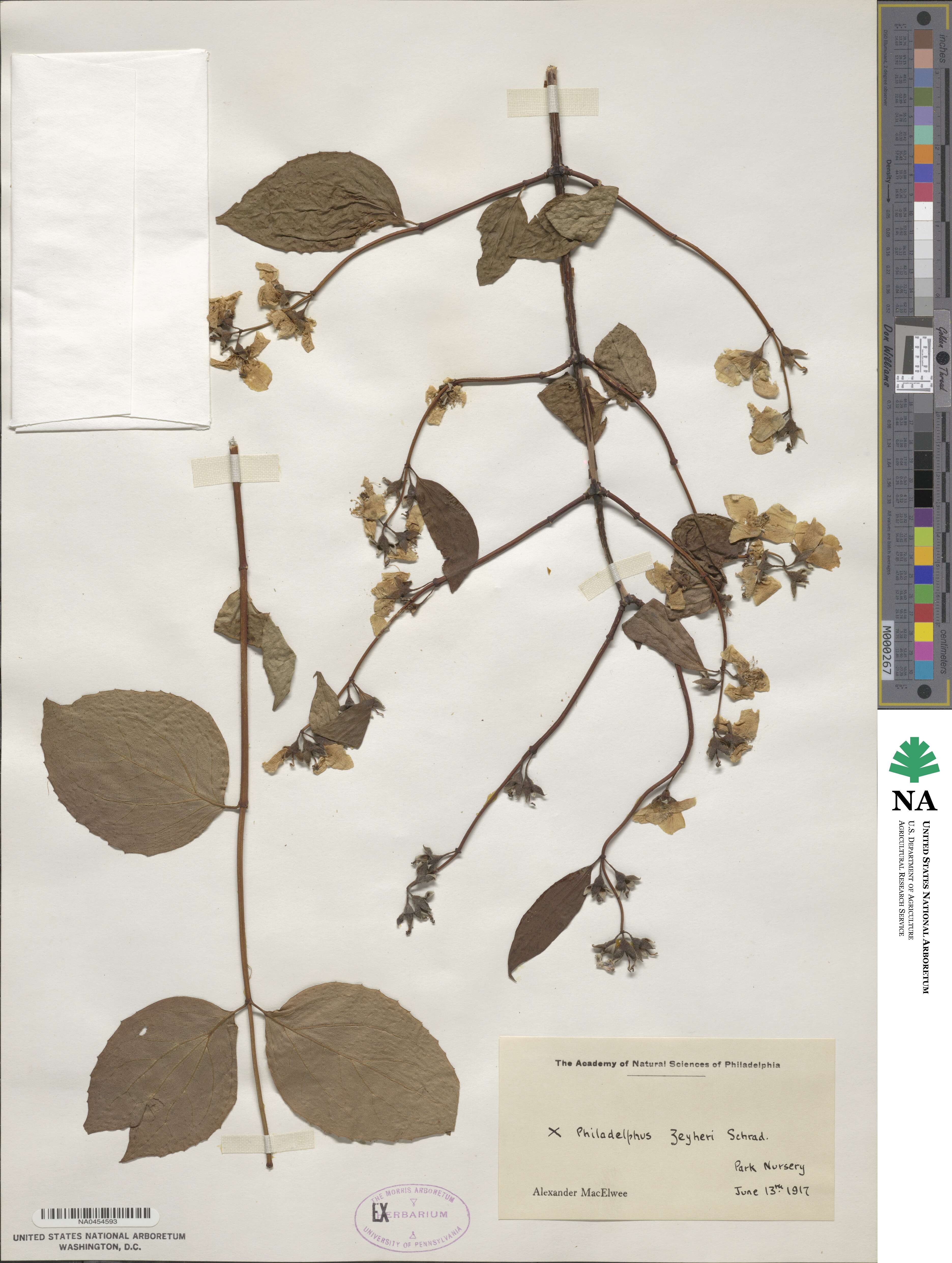 Philadelphus coronarius image