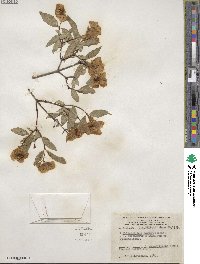 Philadelphus coronarius image