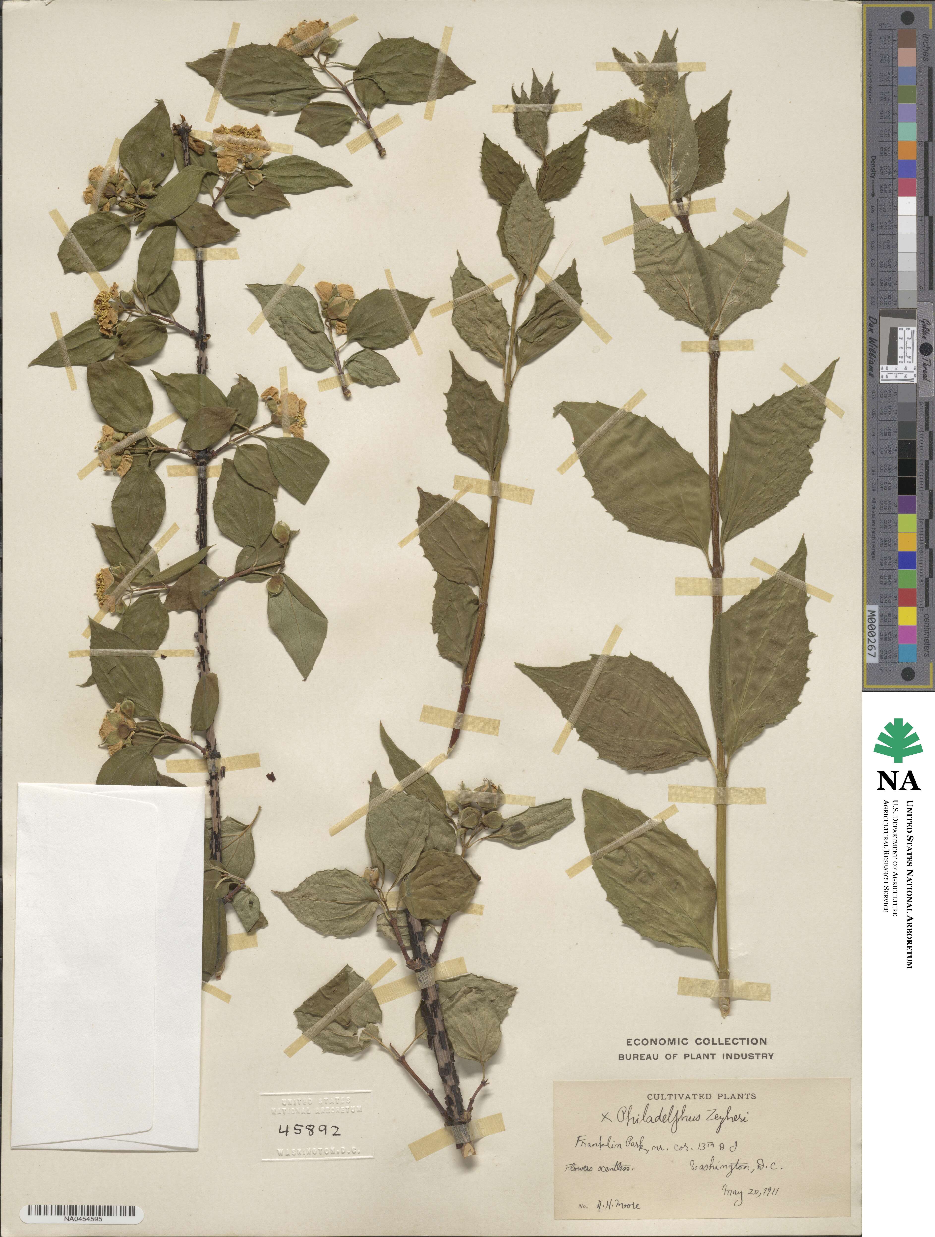 Philadelphus coronarius image