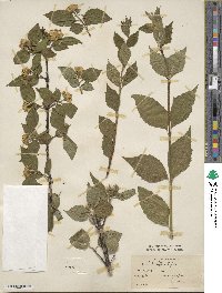 Philadelphus coronarius image