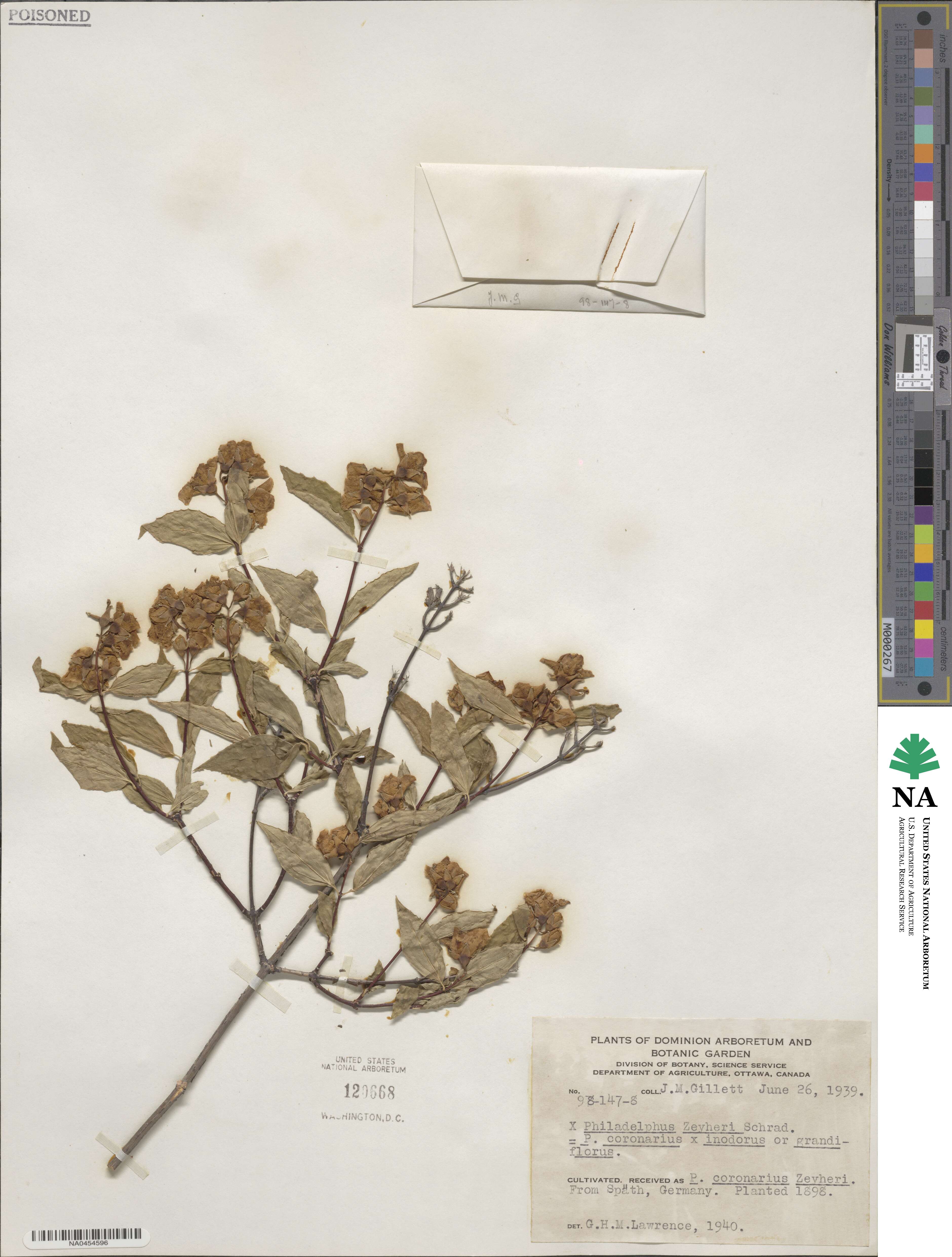 Philadelphus coronarius image