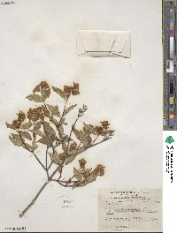 Philadelphus coronarius image