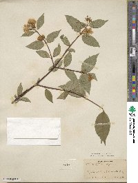 Philadelphus coronarius image