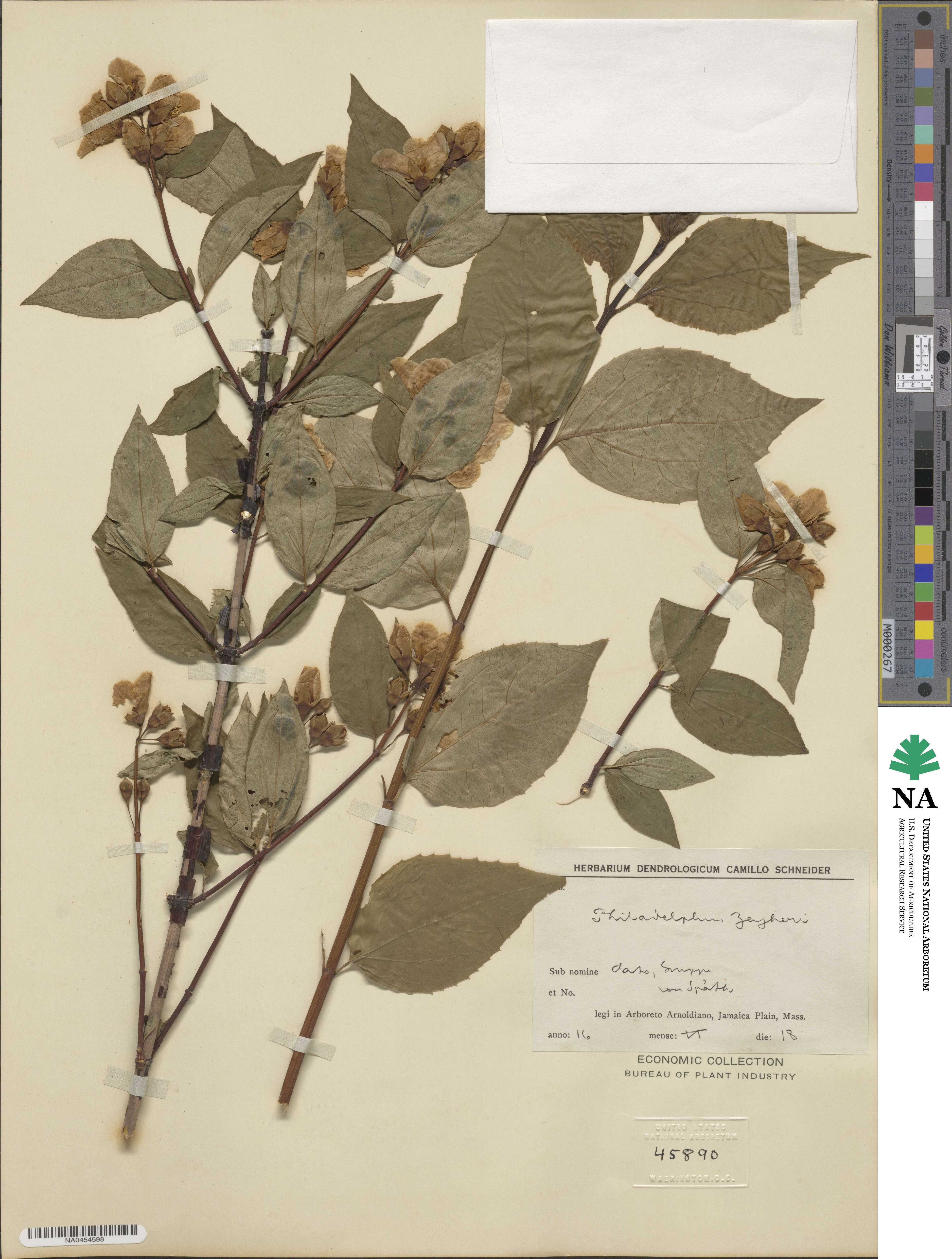 Philadelphus coronarius image