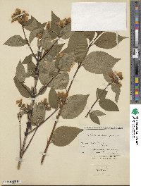 Philadelphus coronarius image