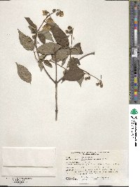 Philadelphus subcanus image