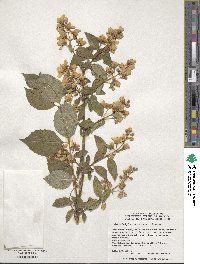 Philadelphus subcanus image