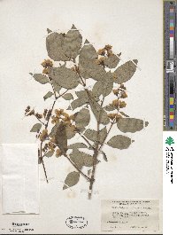 Philadelphus subcanus image