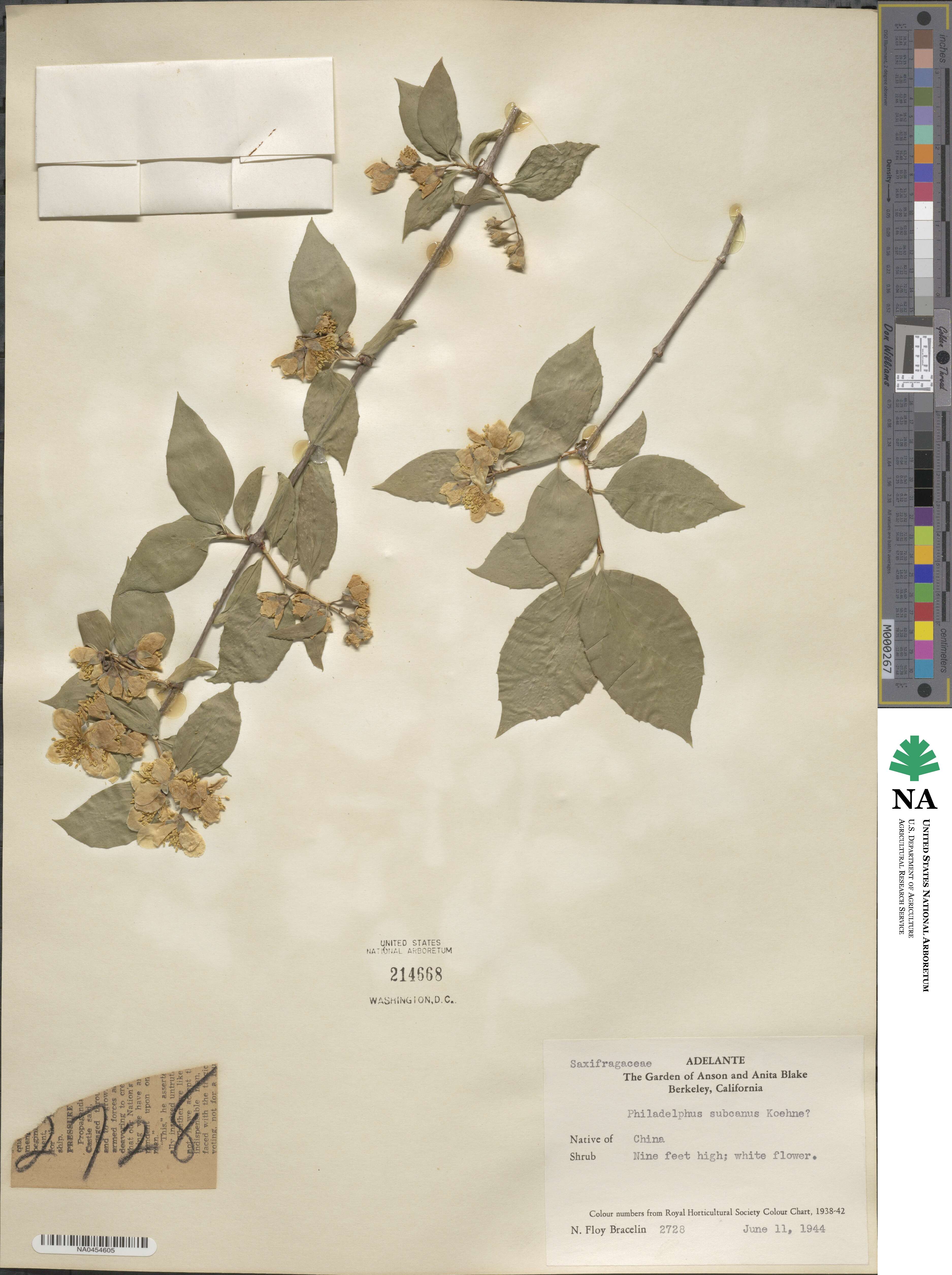 Philadelphus subcanus image