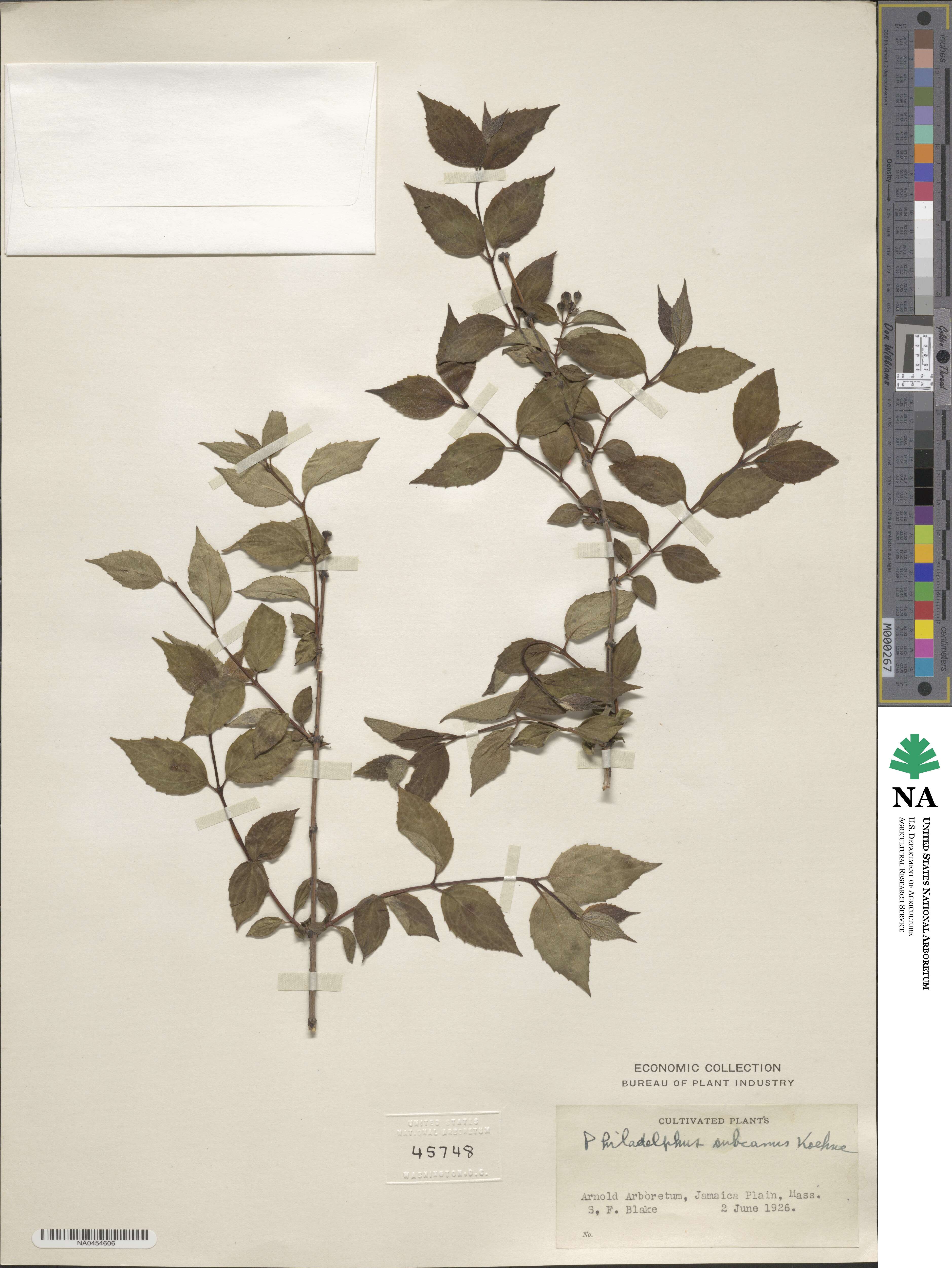 Philadelphus subcanus image