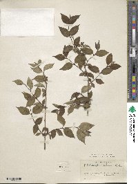 Philadelphus subcanus image