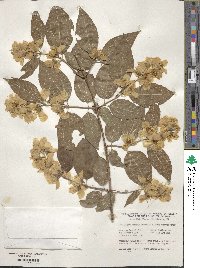 Philadelphus subcanus image