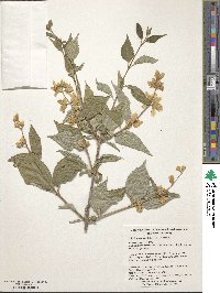 Philadelphus tenuifolius image