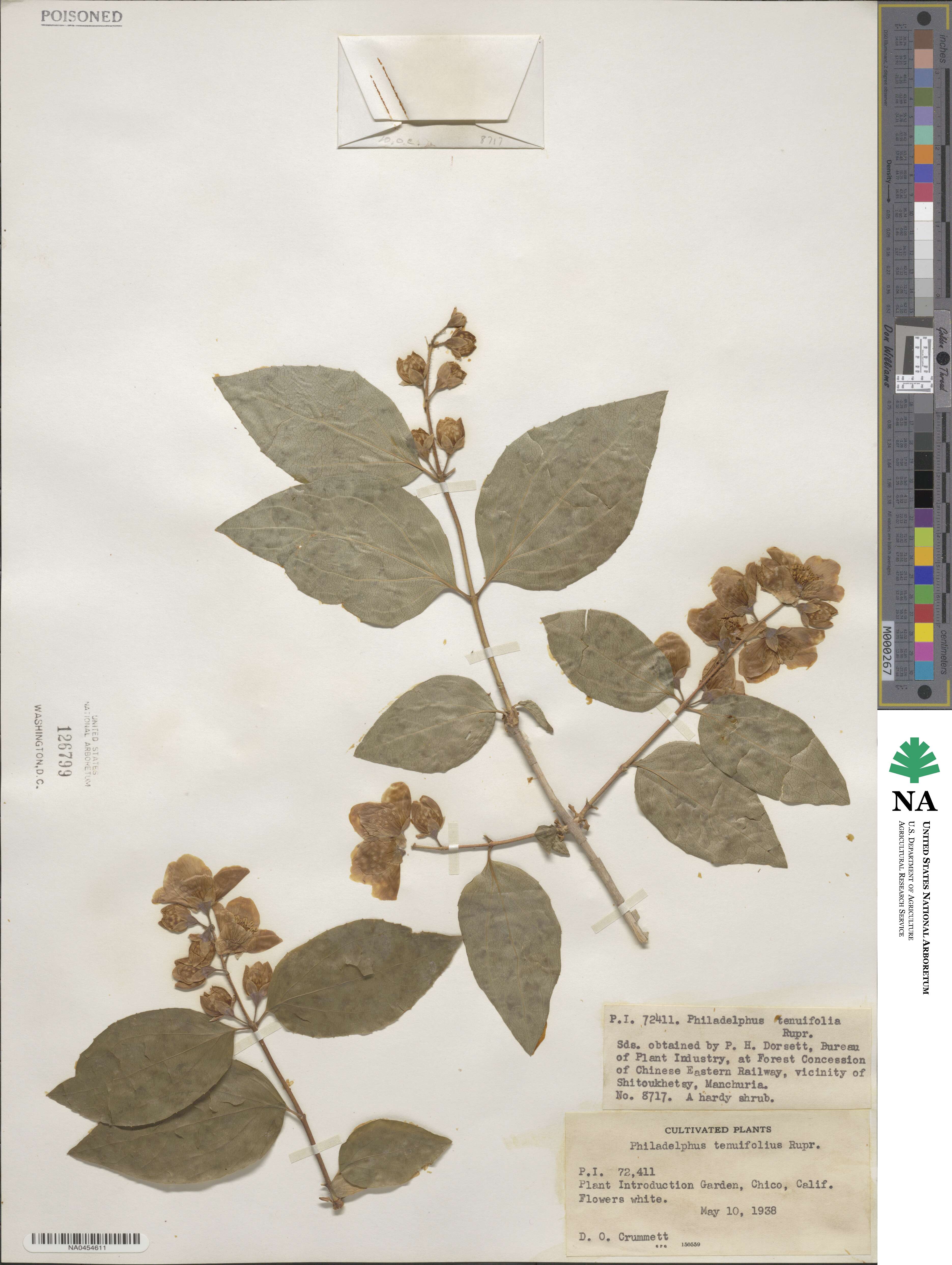 Philadelphus tenuifolius image