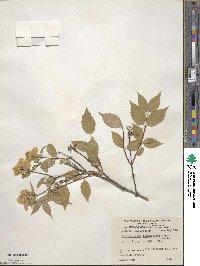 Philadelphus tenuifolius image