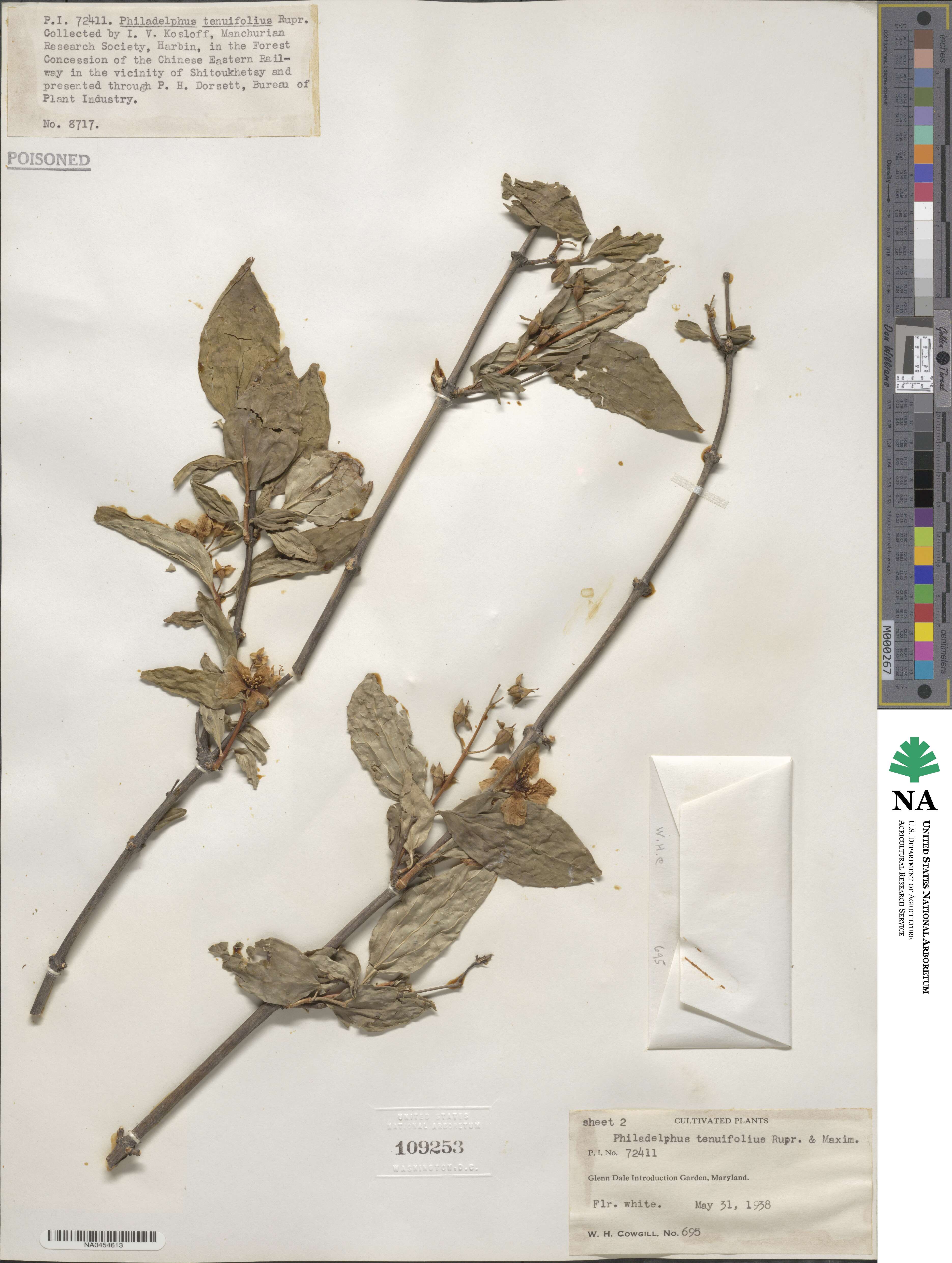 Philadelphus tenuifolius image