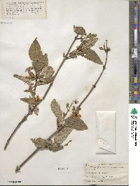 Philadelphus tenuifolius image