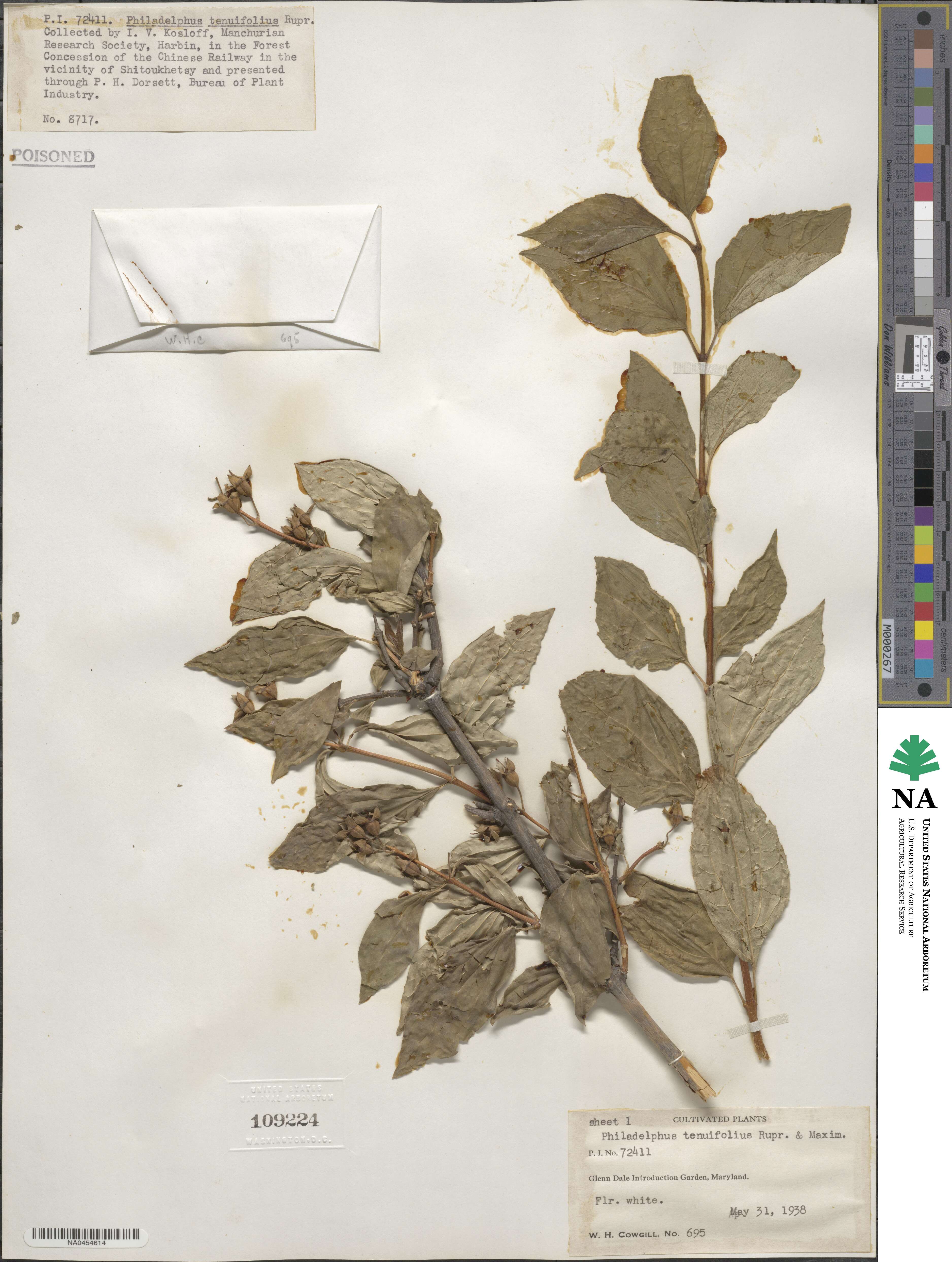 Philadelphus tenuifolius image