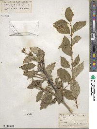 Philadelphus tenuifolius image