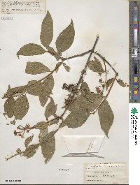 Philadelphus tenuifolius image