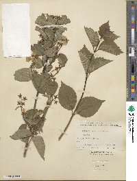 Philadelphus tenuifolius image