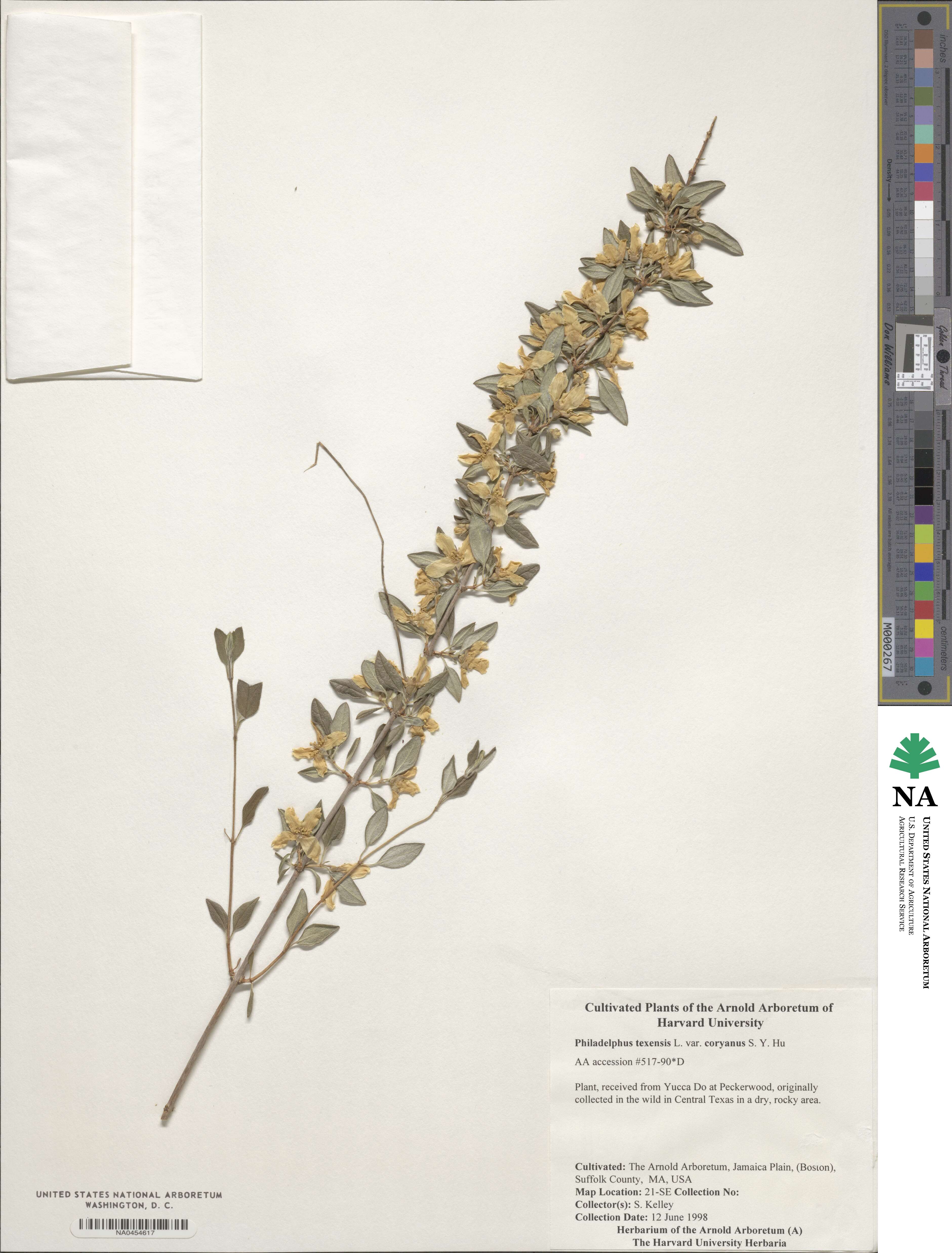 Philadelphus texensis image