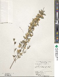 Philadelphus texensis image