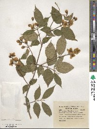 Image of Philadelphus tomentosus