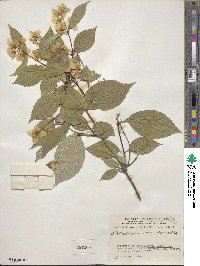 Philadelphus tomentosus image