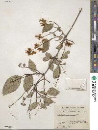 Philadelphus tomentosus image