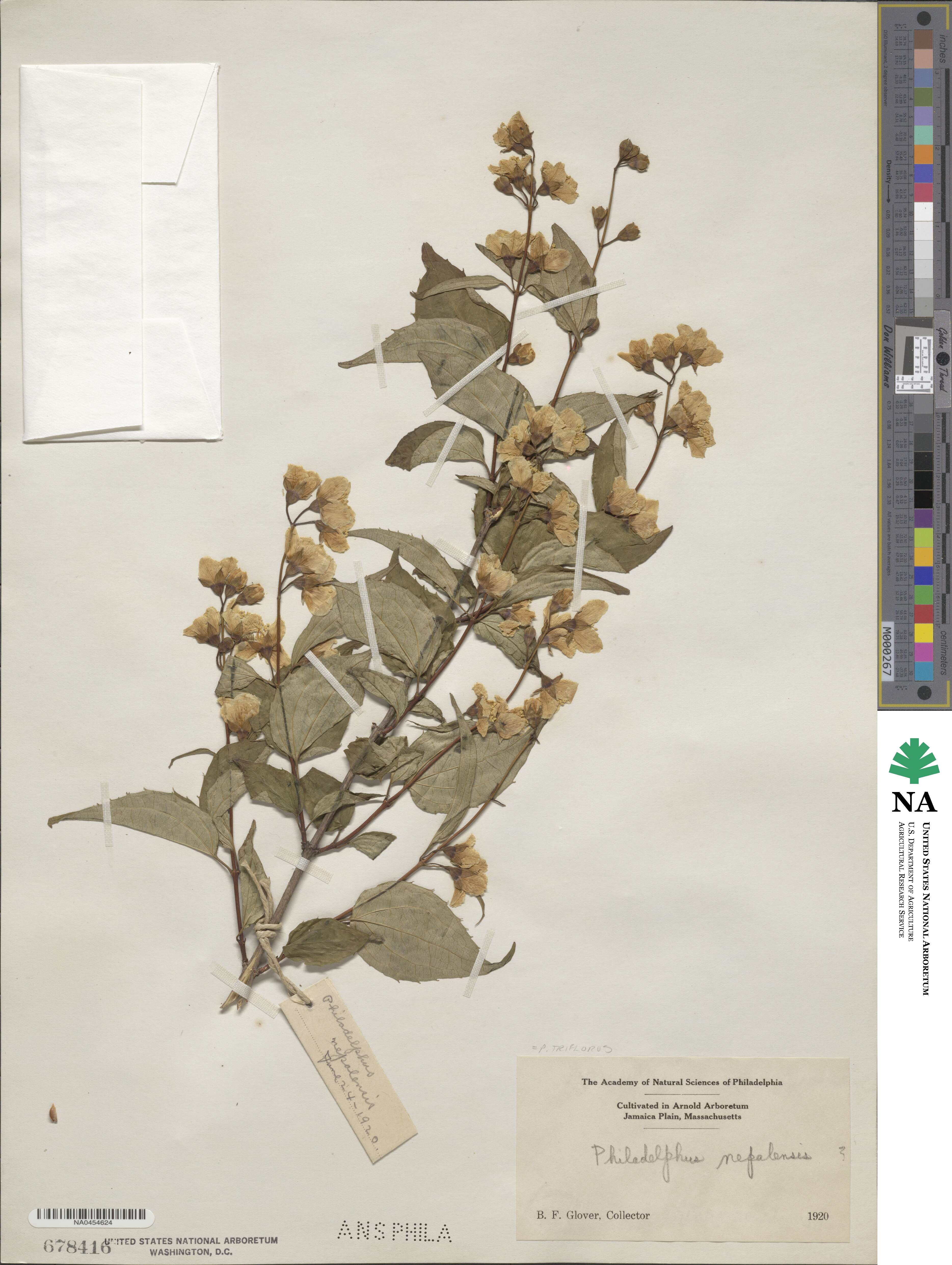 Philadelphus tomentosus image