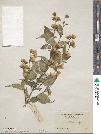 Philadelphus tomentosus image